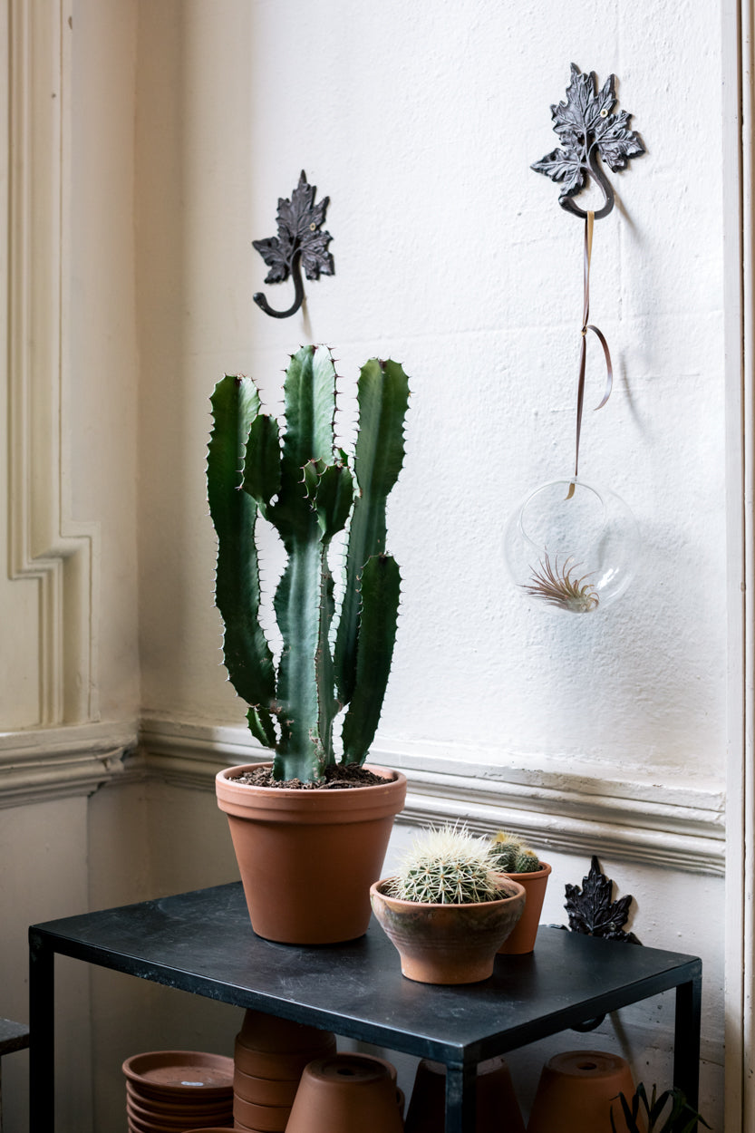 Cactus Indoor Houseplant Ireland Dublin