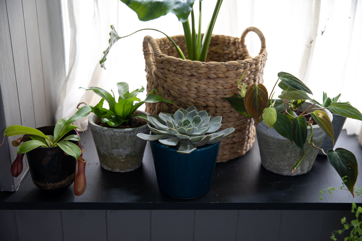 Succulent Indoor Houseplant Ireland
