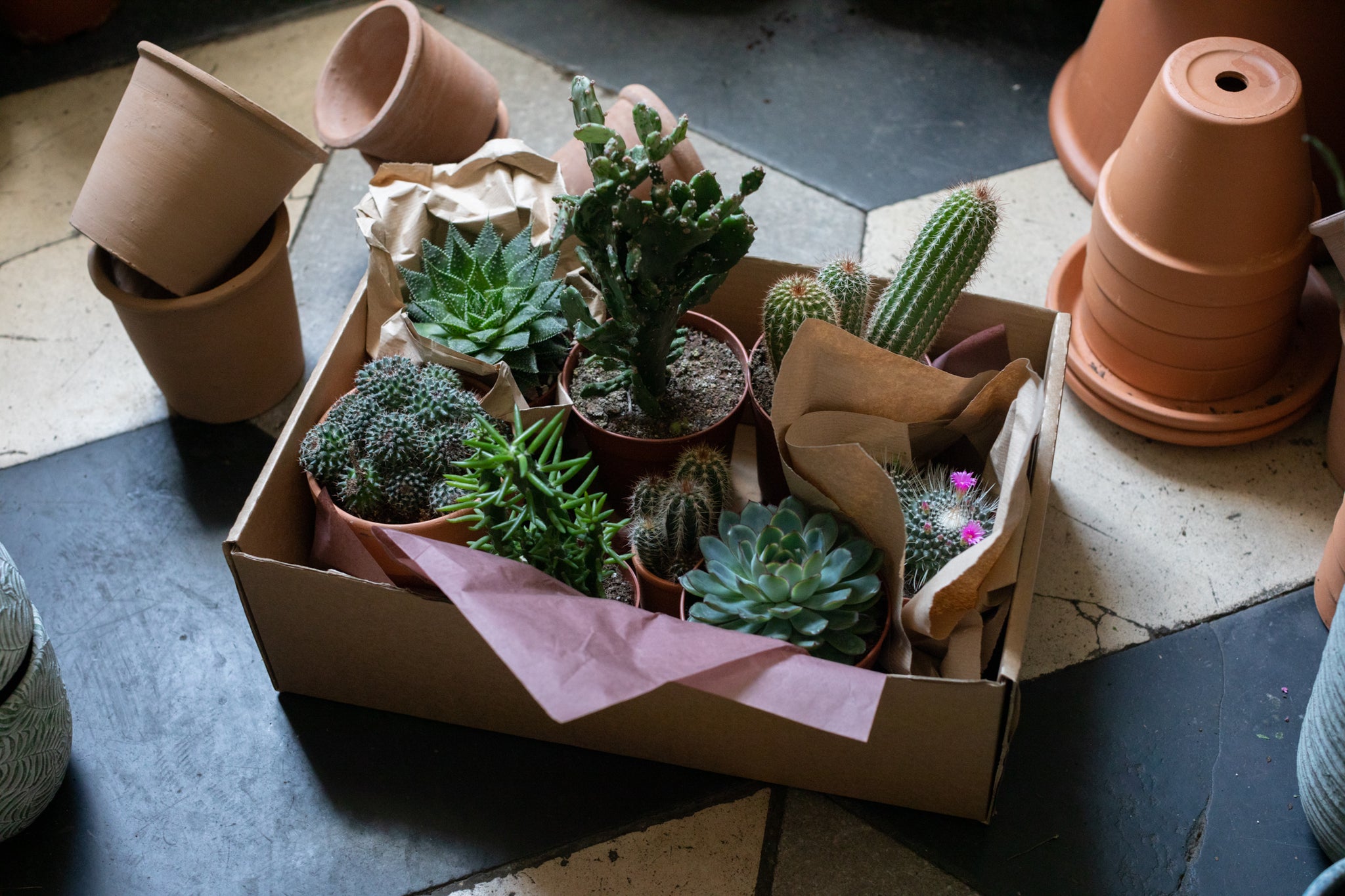 cacti cactus Houseplants Ireland Flower Delivery Dublin