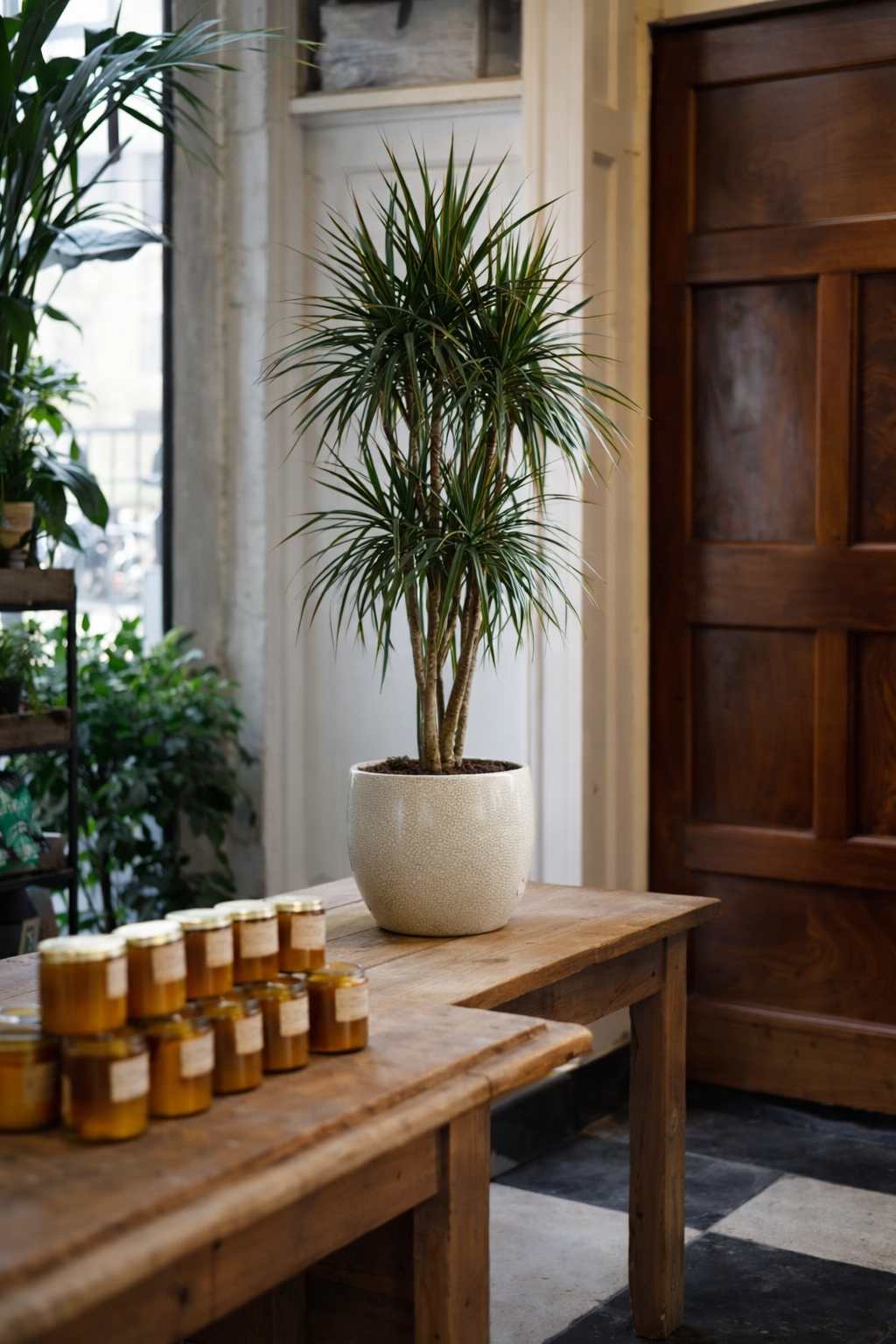 large house plants ireland Dracaena marginata – The Garden