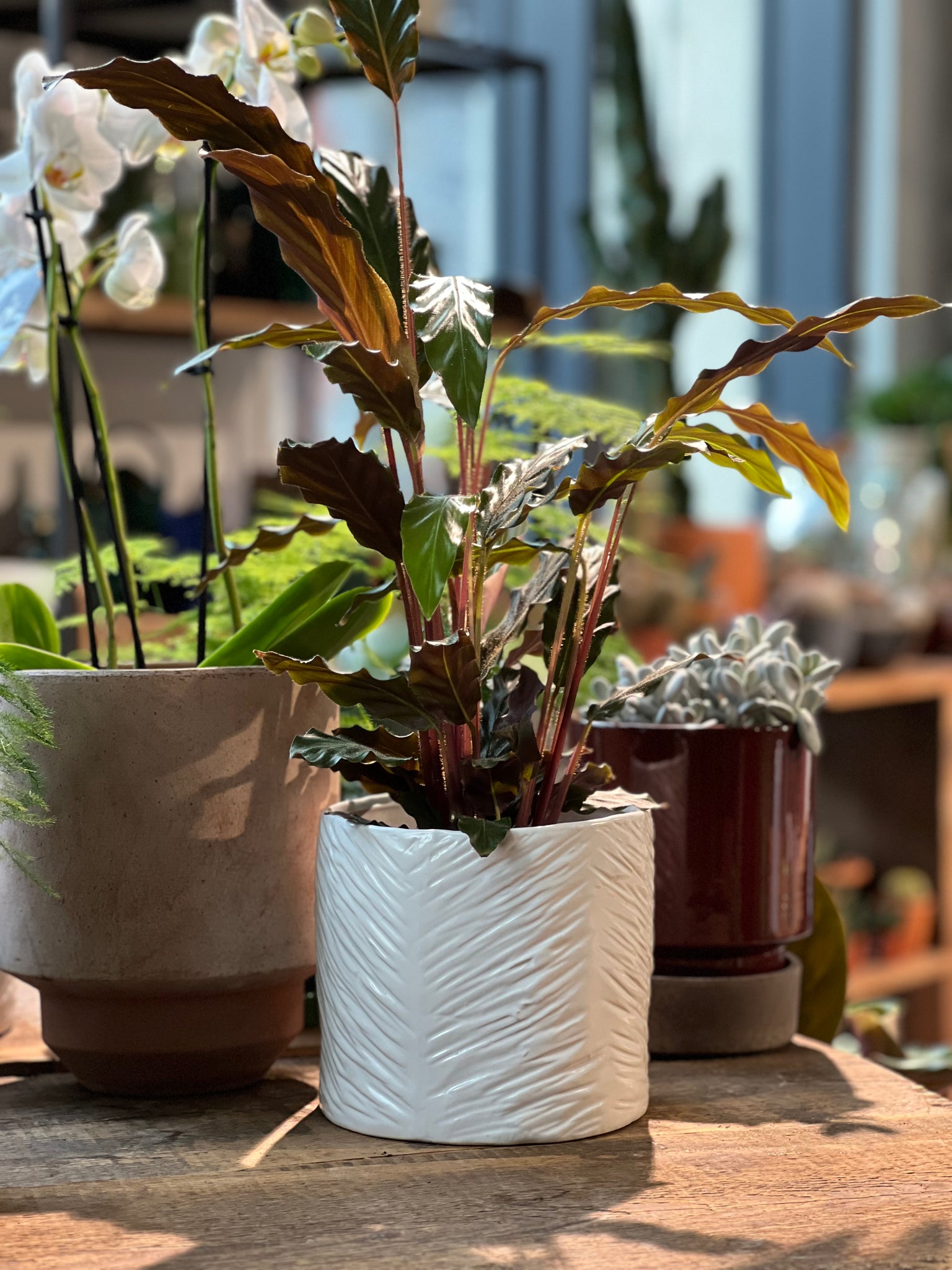 The garden dublin houseplanting pot