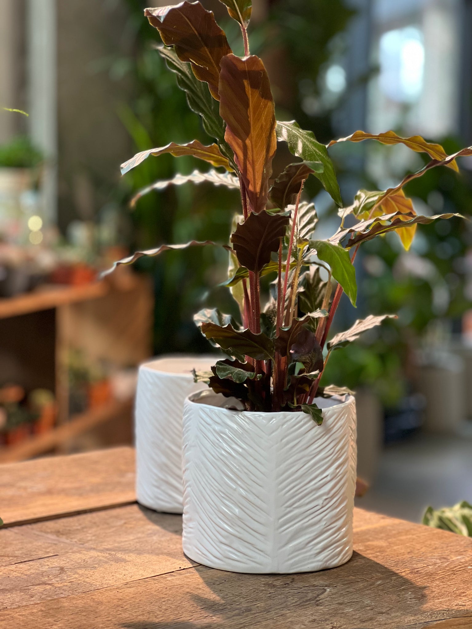 The garden dublin houseplanting pot