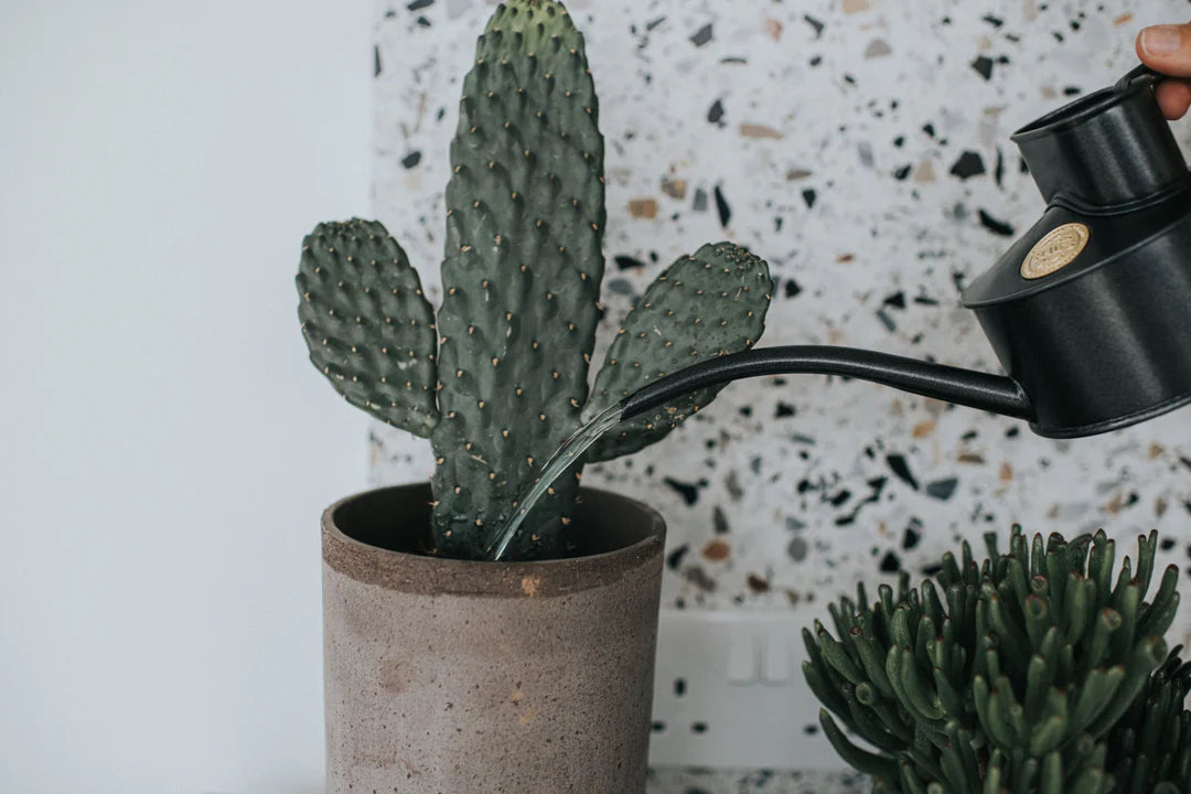 Watering can from Dublin's The Garden Florist