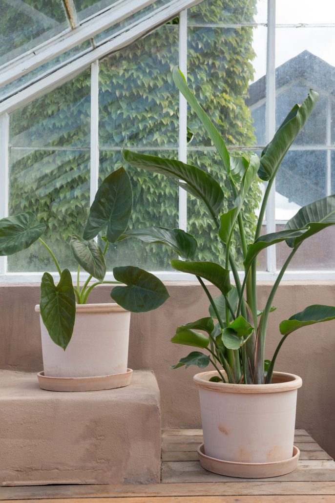 Two potted plants on a wooden surface with a glass window background