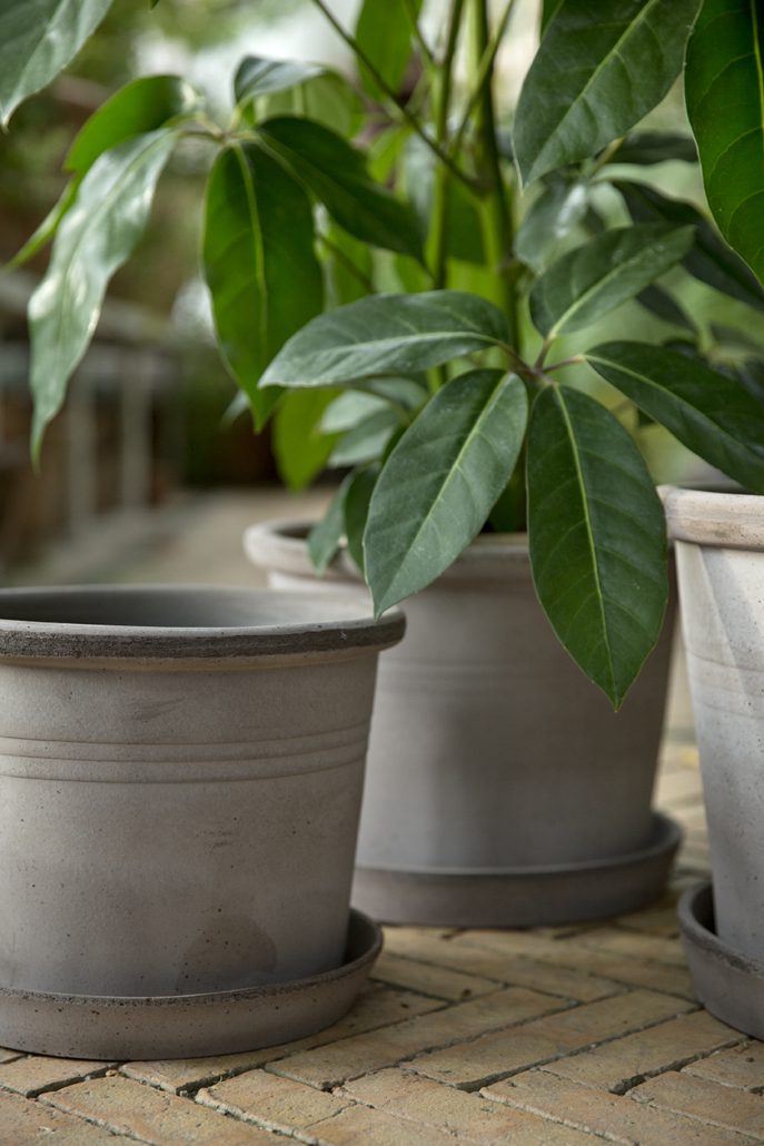 Potted plants on a brick surface buy online house plants and pot Ireland dublin