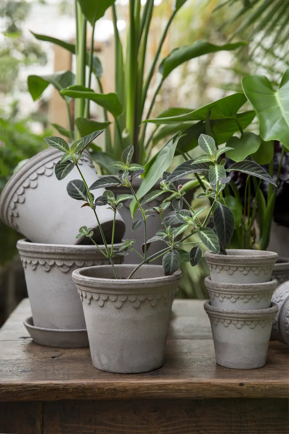 Pots | Indoor Plant Ceramic Terracotta Pots Ireland - Online Delivery