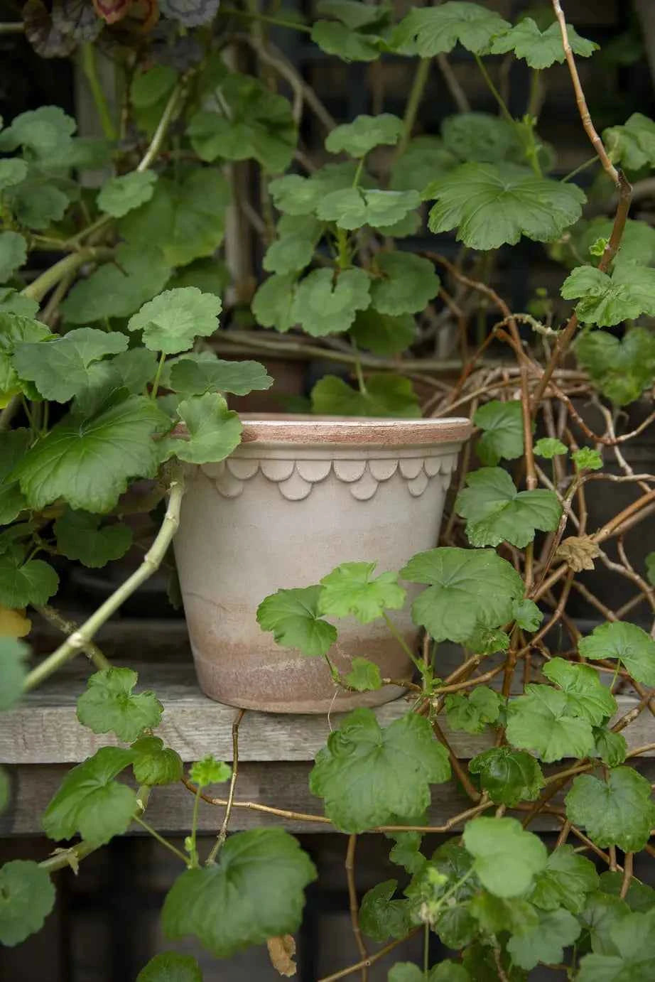 indoor plant pots ireland Kobenhavner Pot & Saucer