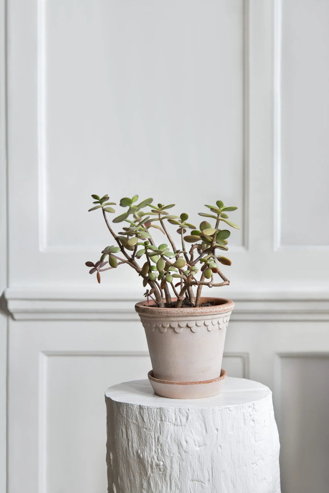 Pots | Indoor Plant Ceramic Terracotta Pots Ireland - Online Delivery