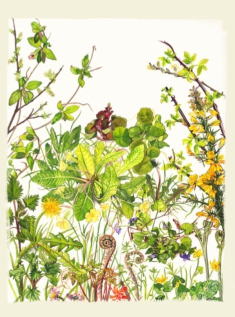 Kilcoe Studios Seasonal Hedgerow Cards