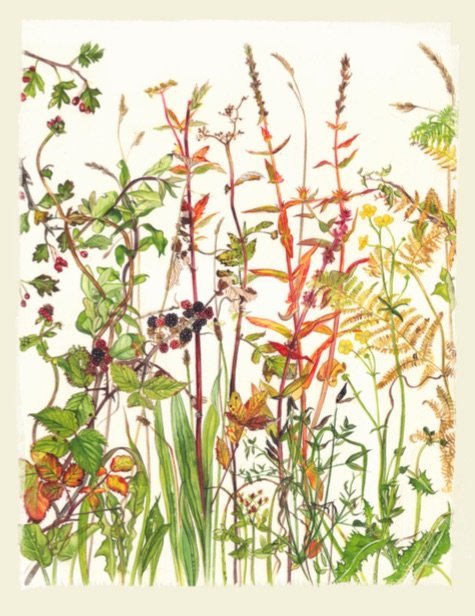 Kilcoe Studios Seasonal Hedgerow Cards