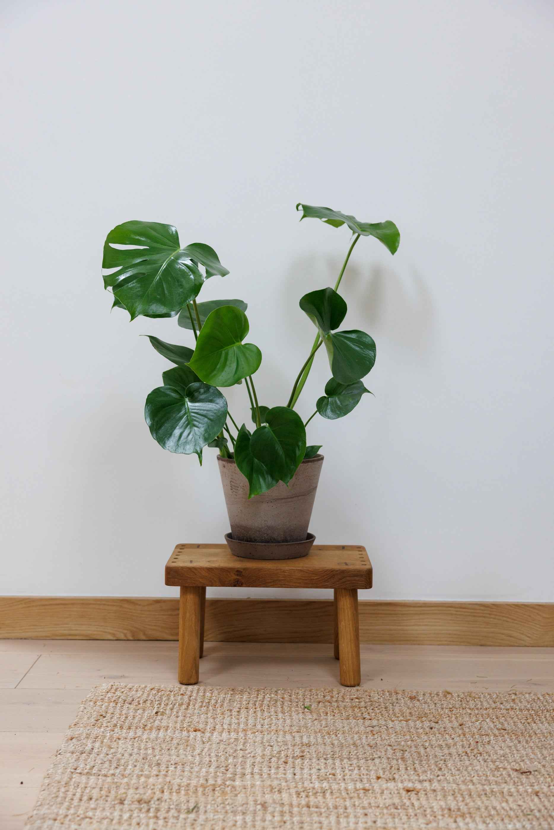 monstera deliciosa ireland Monstera Deliciosa – The Garden