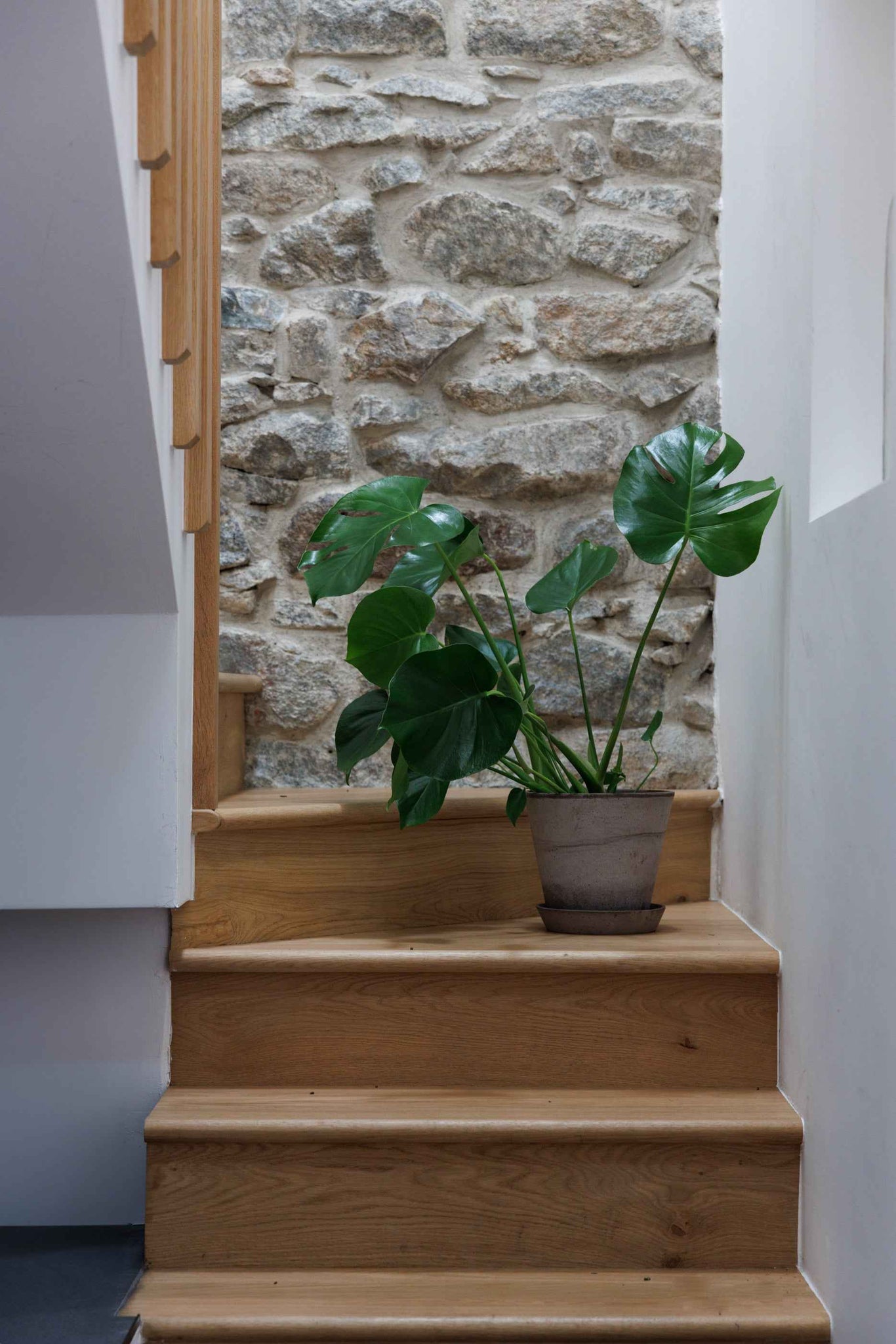 monstera deliciosa dublin Monstera Deliciosa – The Garden