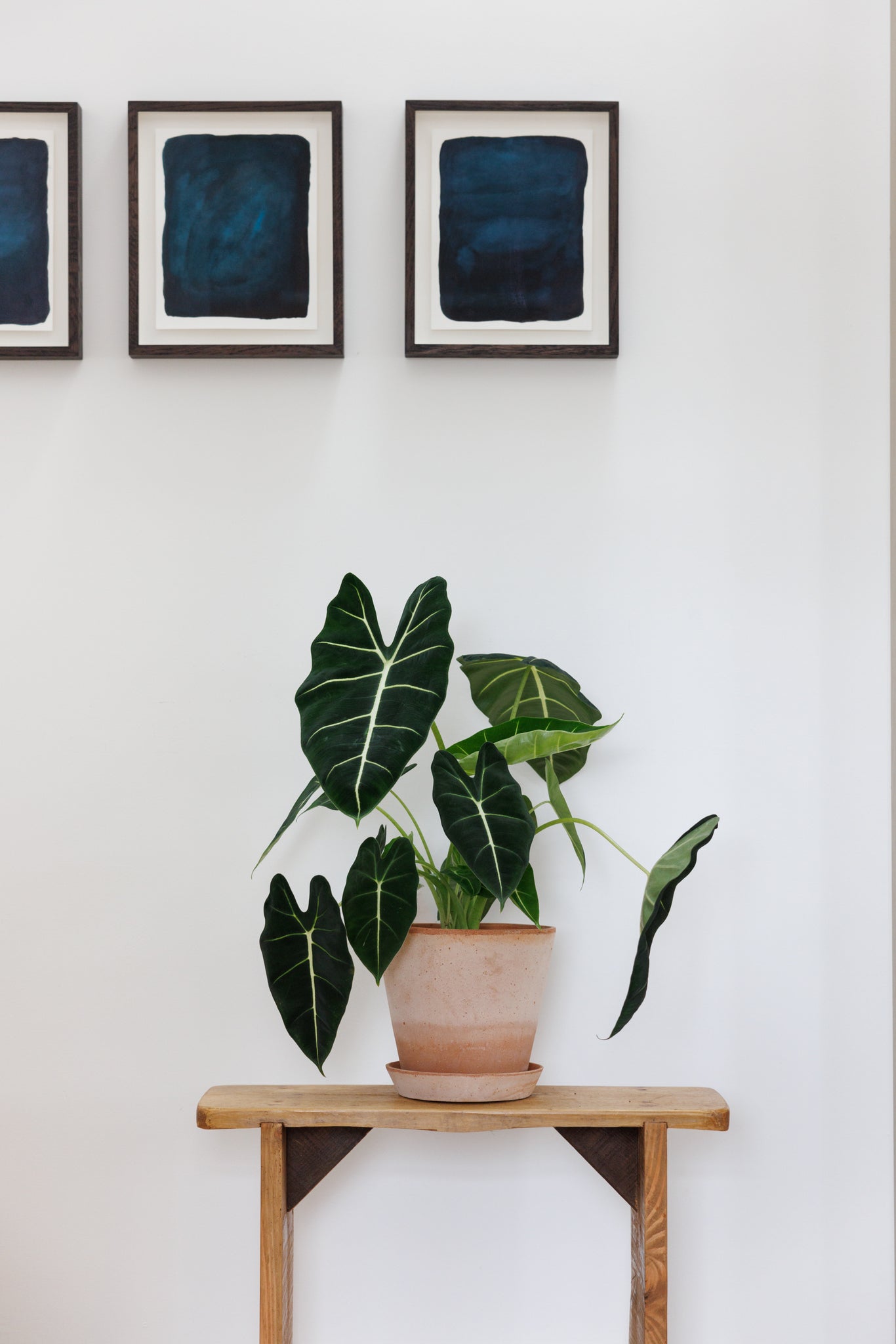 Alocasia 'frydek'