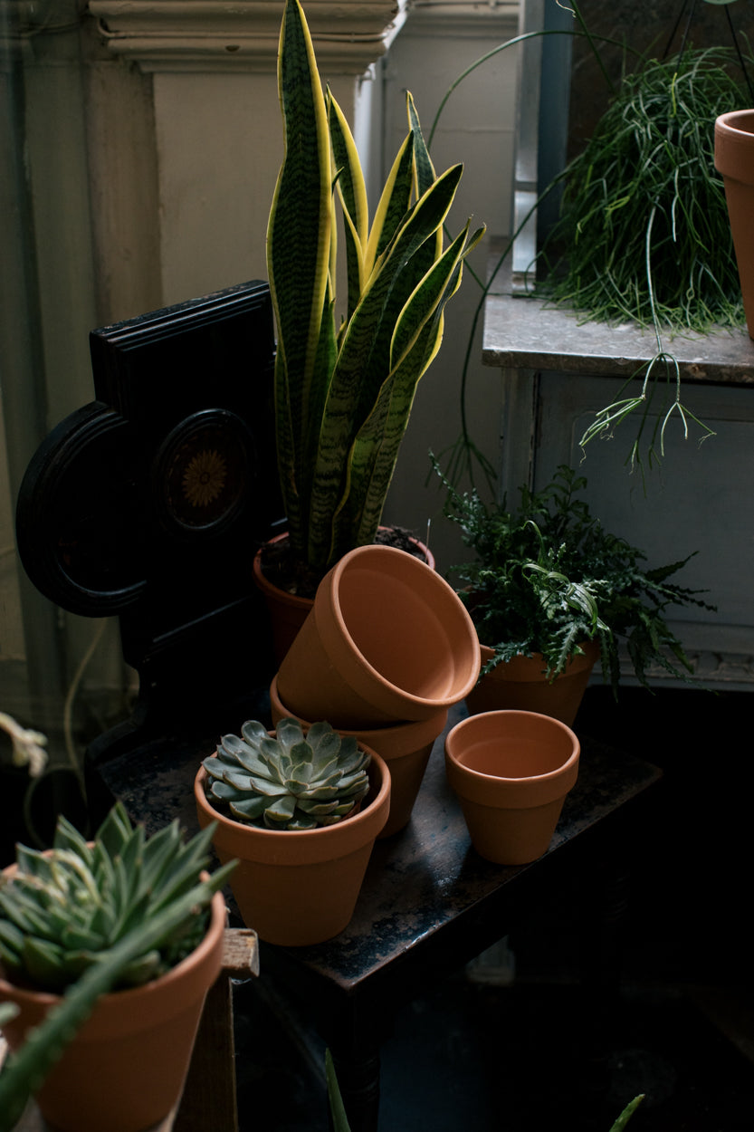 Succulent Indoor Houseplant Ireland