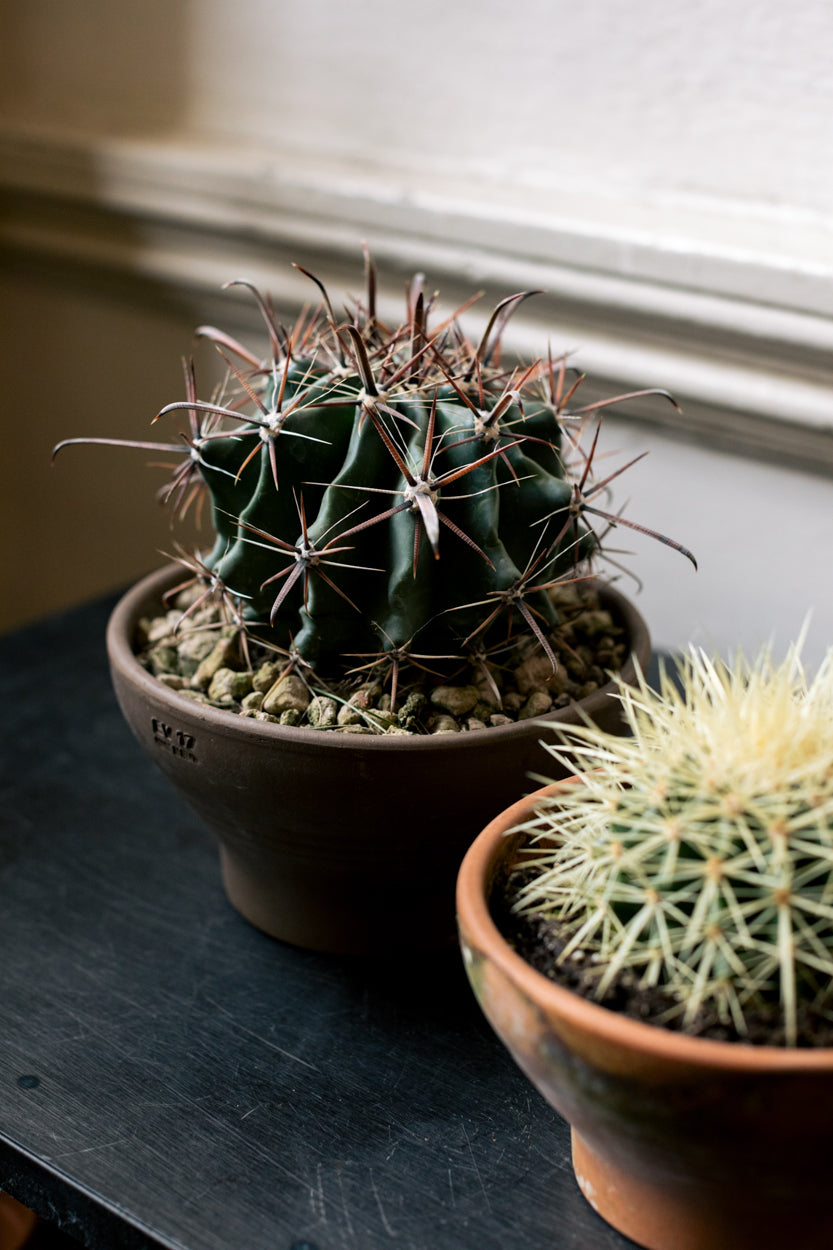 Cactus Indoor Houseplant Ireland