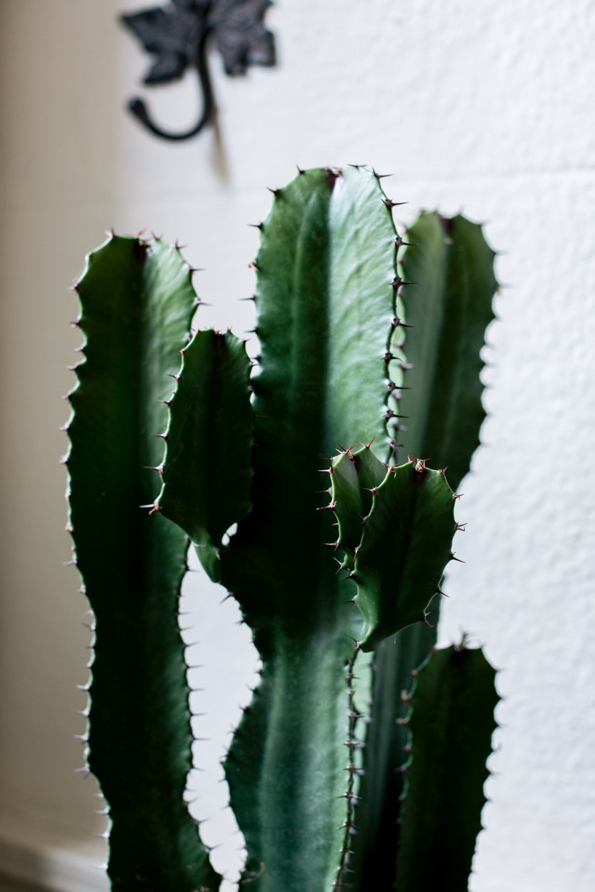 Cactus Indoor Houseplant Ireland Dublin