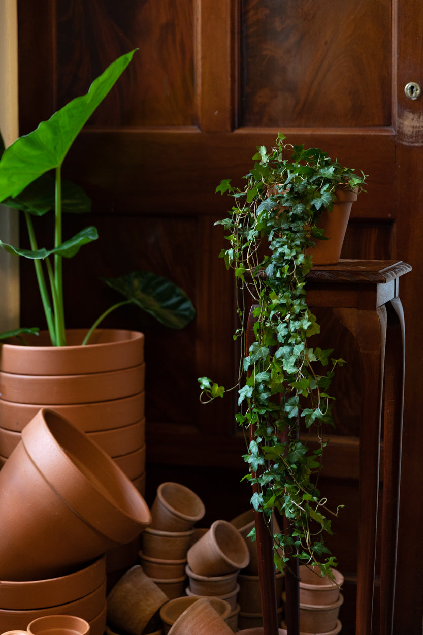 Indoor Houseplants Ireland