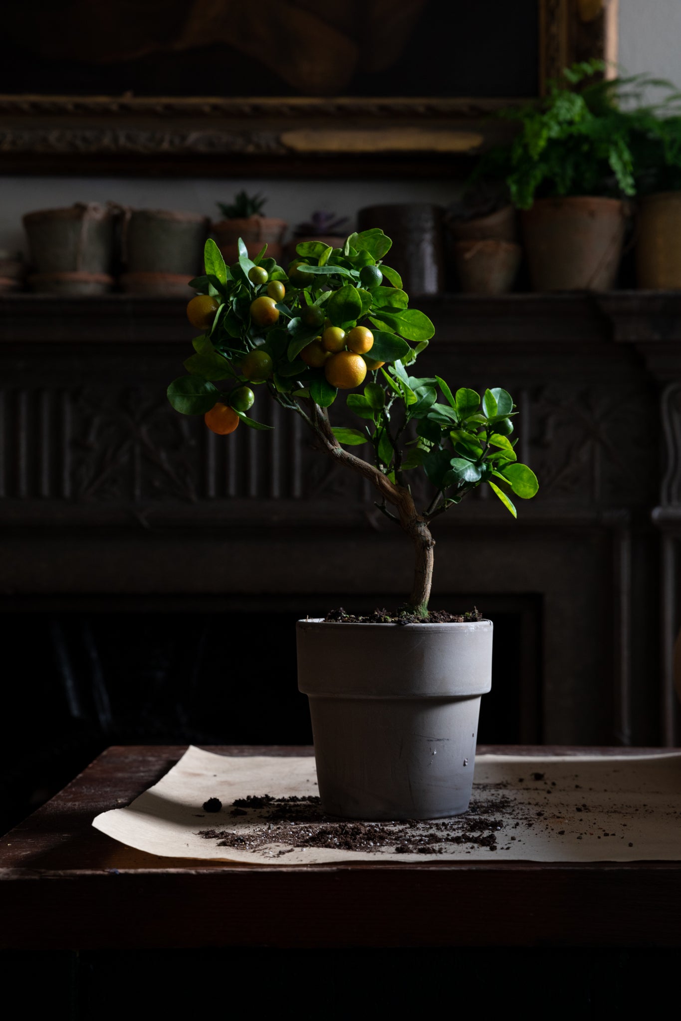 citrus tree Ireland pot indoor houseplant Dublin
