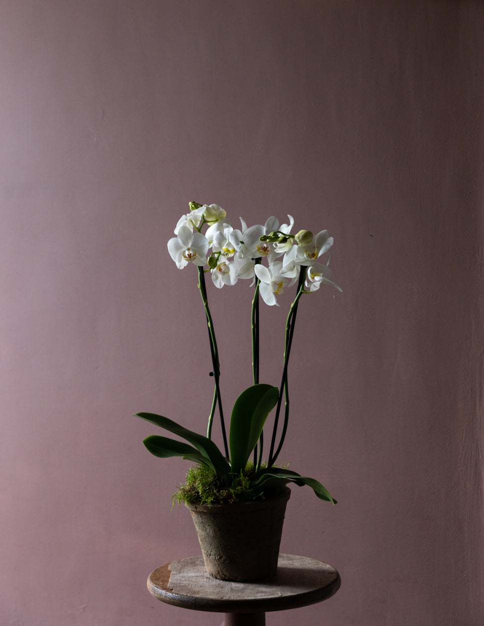 Indoor Houseplants Delivery Ireland Orchid
