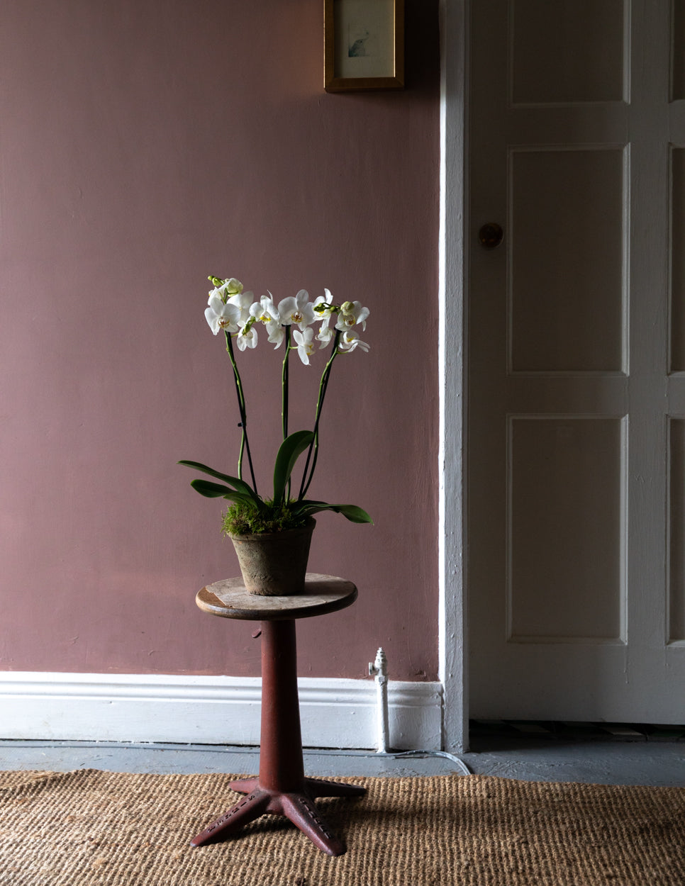 Indoor Houseplants Delivery Ireland Orchid
