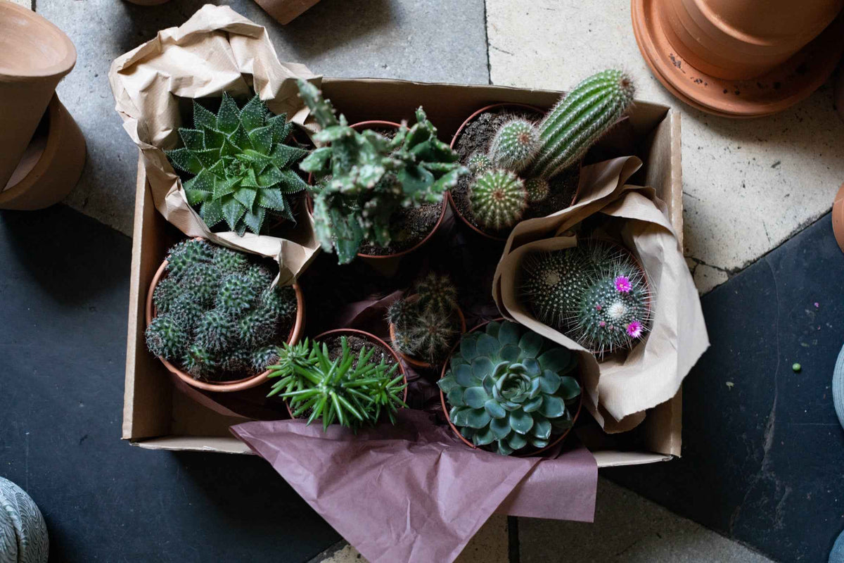 indoor plant delivery ireland Box of Plants – The Garden
