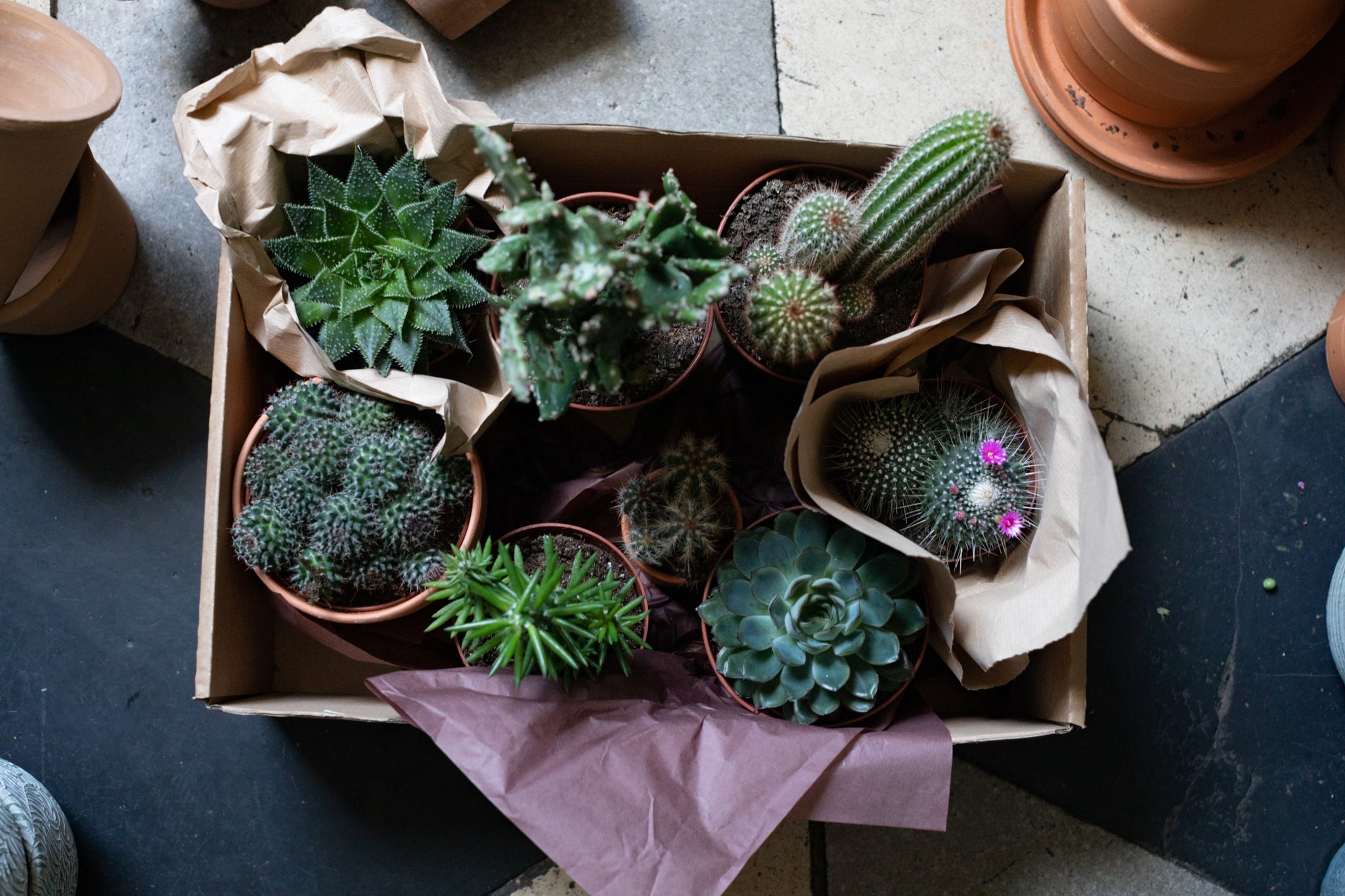 Cacti Cactus Houseplants Ireland Flower Delivery Dublin