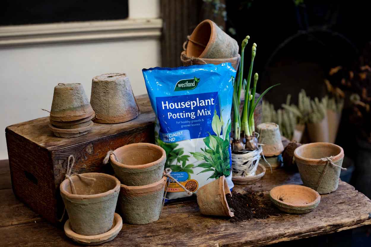 peat free houseplant potting mix Westland Houseplant Potting Mix