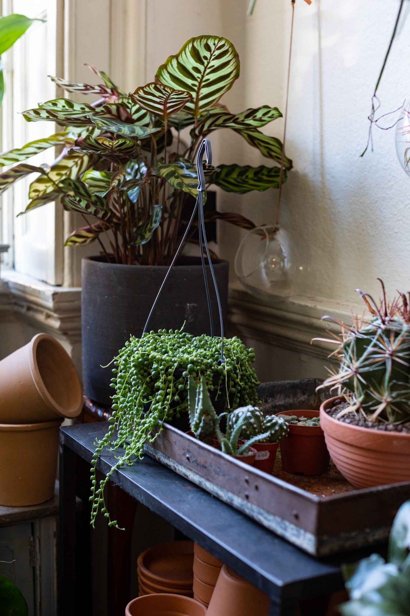 senecio indoor plant String Of Pearls